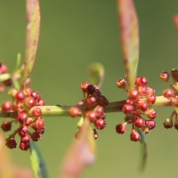 Ammannia baccifera L.